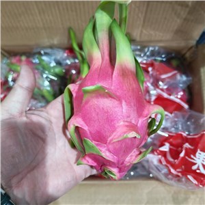 越南-白肉火龙果 小果（34-37斤/箱） 