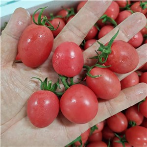 【品质好货】海南-陵水千禧（8-9斤/箱） 