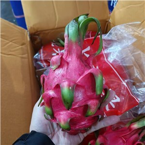 越南-南哥红心火龙果 一级（31-34斤/箱） 