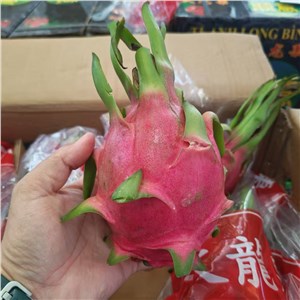 越南-白心火龙果 一级（35-38斤/箱） 