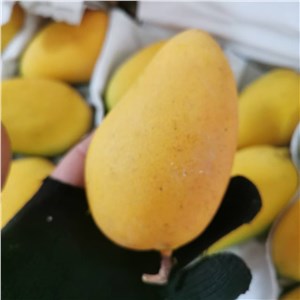 海南-小台芒 精品（22-25斤/箱） 