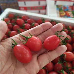 广东-电白千禧 大果（5-6斤/箱） 