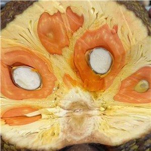 越南-印尼红菠萝蜜 小果（9-10斤/个） 