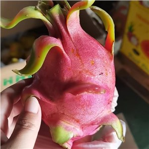 【特价】越南-白肉火龙果 小果（34-37斤/箱） 