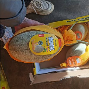 海南-沙地晓蜜瓜44A#精品（18-20斤/箱） 