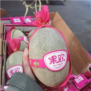 海南-沙地晓蜜瓜42A#精品（16-17斤/箱） 