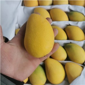 海南-小台芒 精品（24-26斤/箱） 