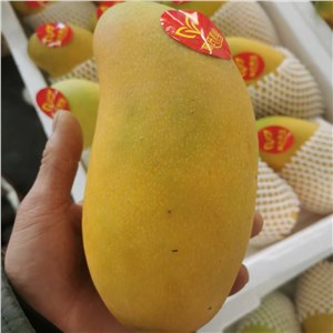 海南-水仙芒（12头装 12-14斤/箱） 