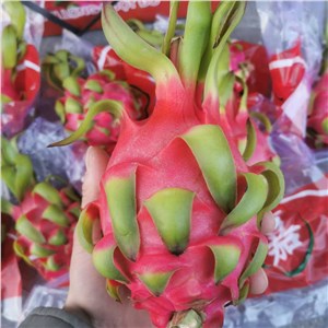越南-红肉火龙果 一级（30-31斤/箱） 