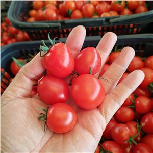 【老张】上海-樱桃小番茄（9-11斤/箱） 