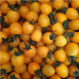 【老张】山东-迷恋小番茄（7-9斤/箱） 