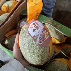 【彪哥】海南-精品晓蜜瓜 高箱（43-45斤/箱） 