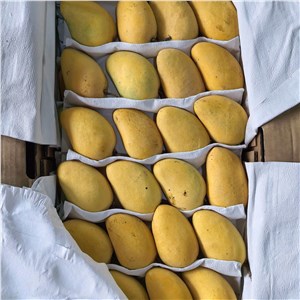 【彪哥】海南-微花皮小台芒（24-26斤/箱） 