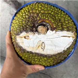 【阿汤】越南-红肉菠萝蜜 大果（16-19斤/个） 