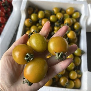 上海-南汇番想绿意（10斤/箱） 