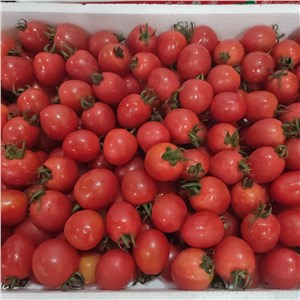 【铎】甘肃-宁夏小番茄（7-8斤/箱） 