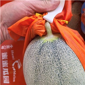 【彪哥】山东-半干藤晓蜜瓜 40#（12-14斤/箱） 